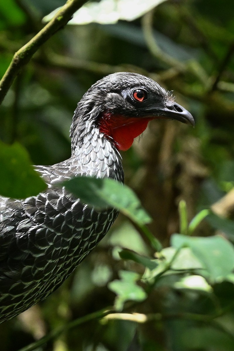 Cauca Guan - ML641971375