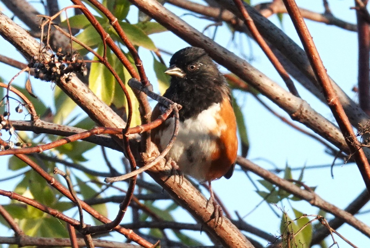 Spotted Towhee - ML641971376