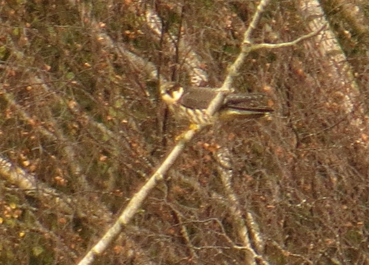 ostříž lesní - ML641971378