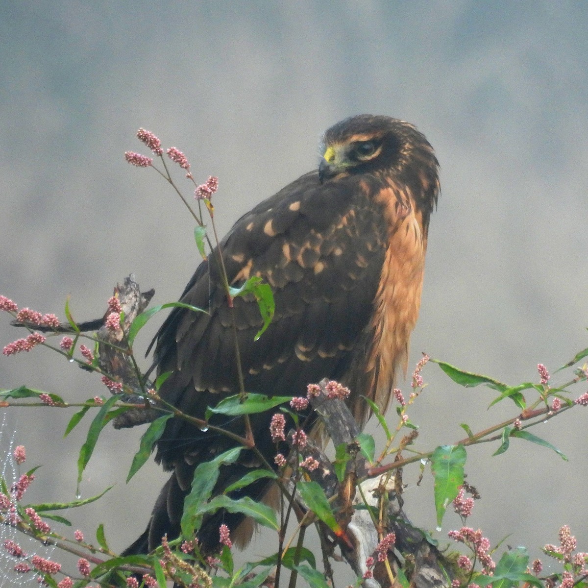 Northern Harrier - ML641971391