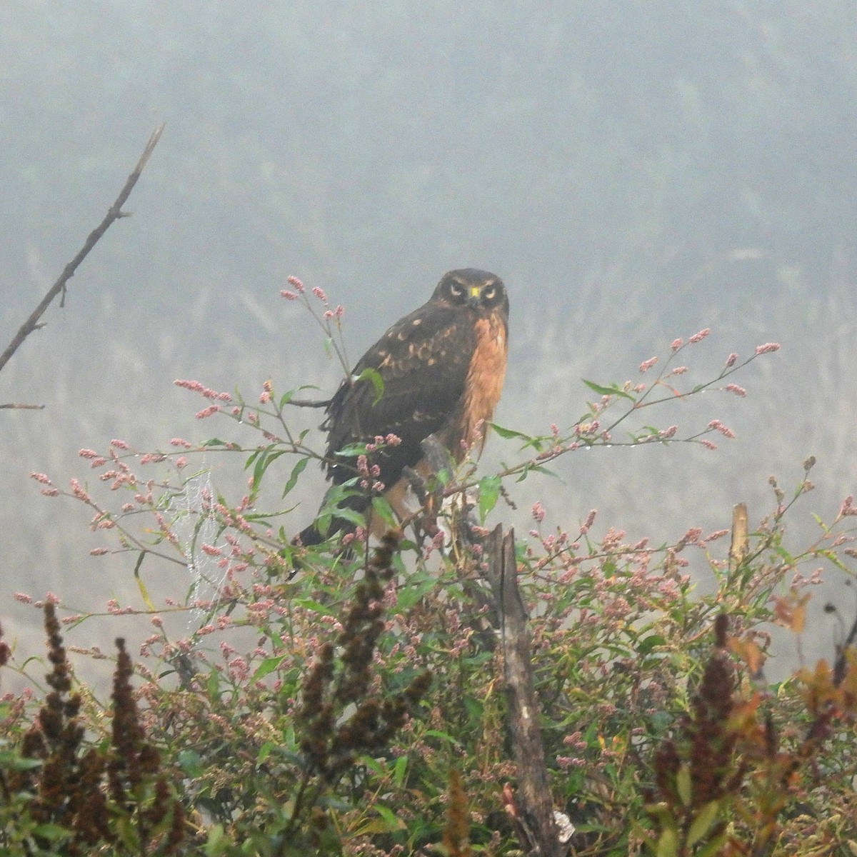 Northern Harrier - ML641971392