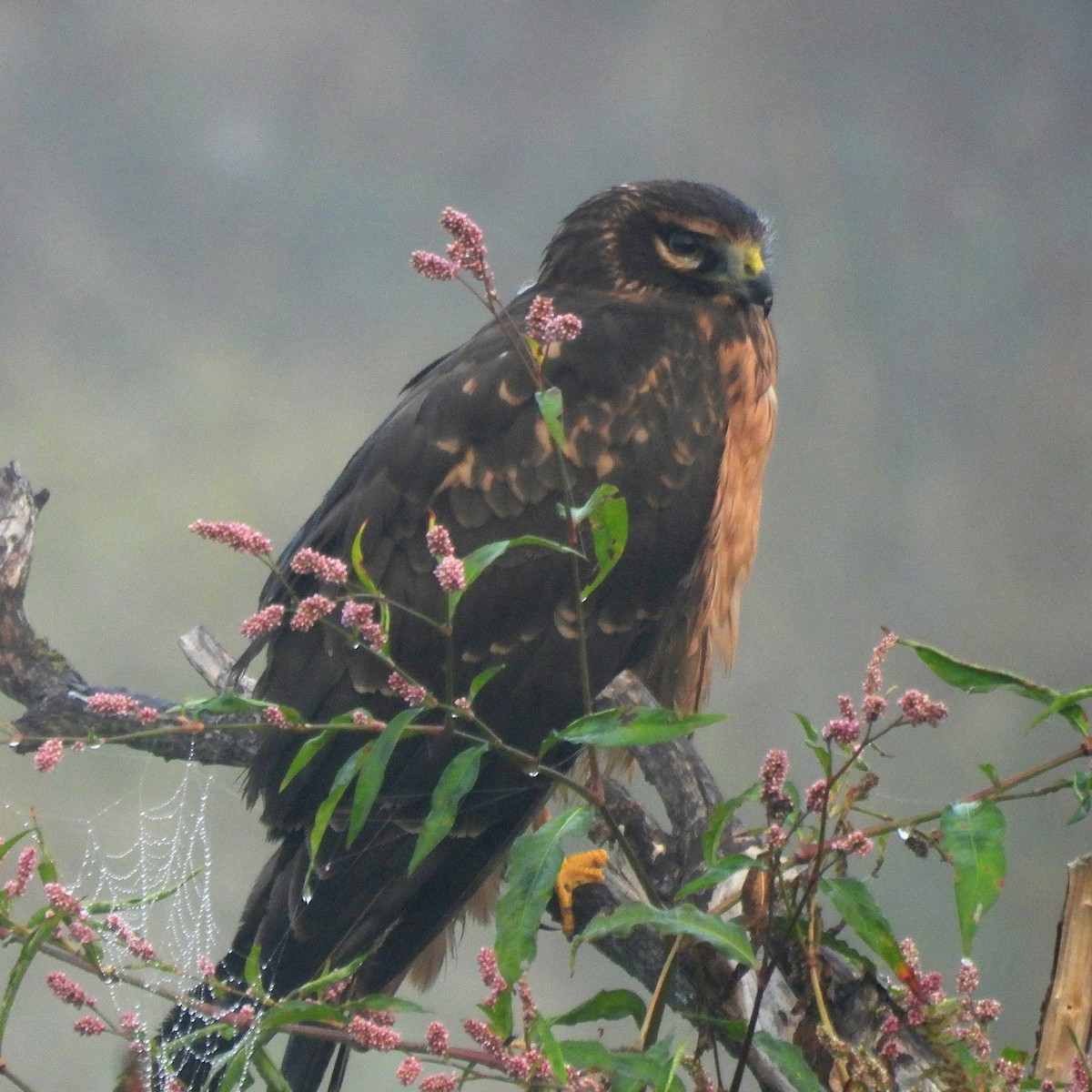 Northern Harrier - ML641971393