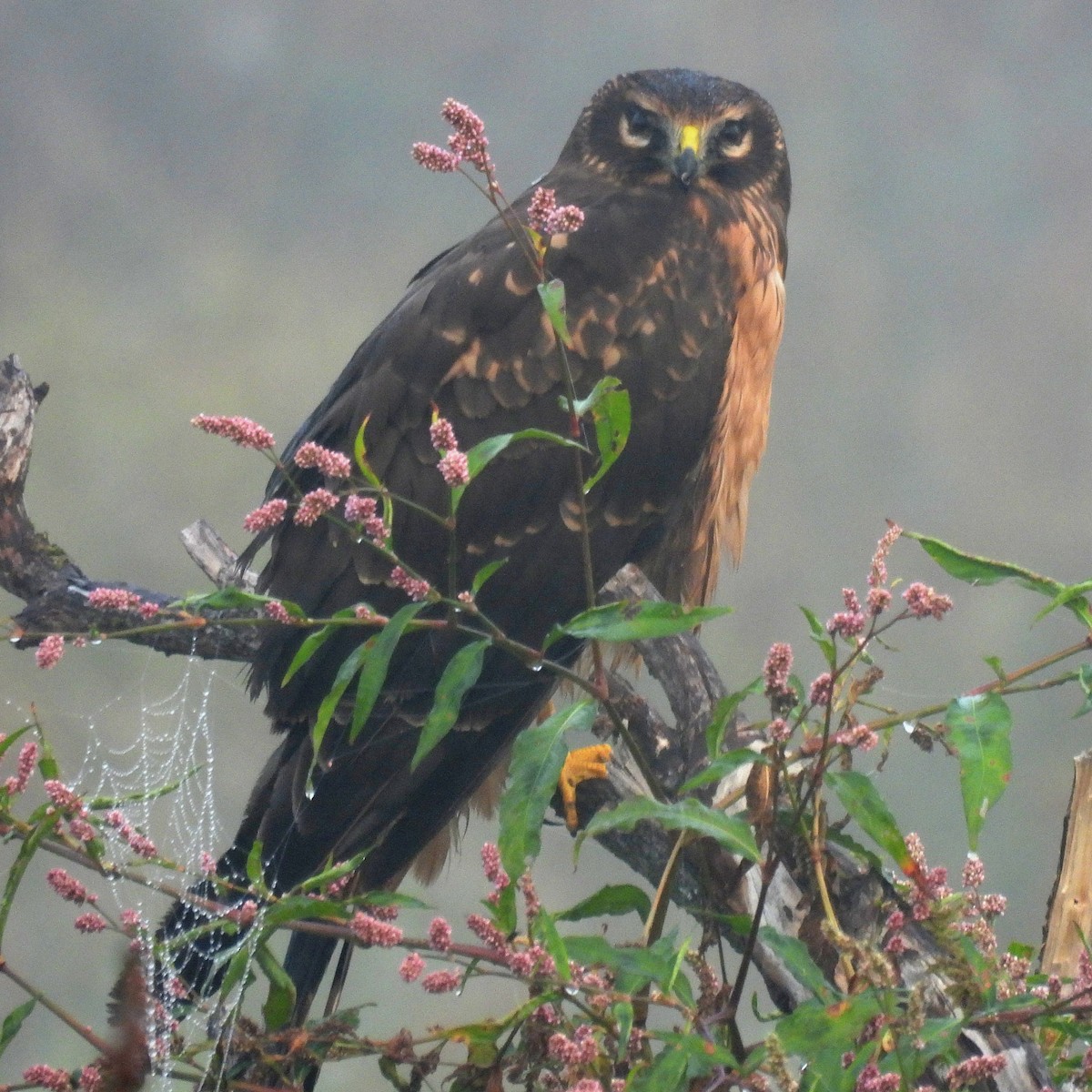 Northern Harrier - ML641971394