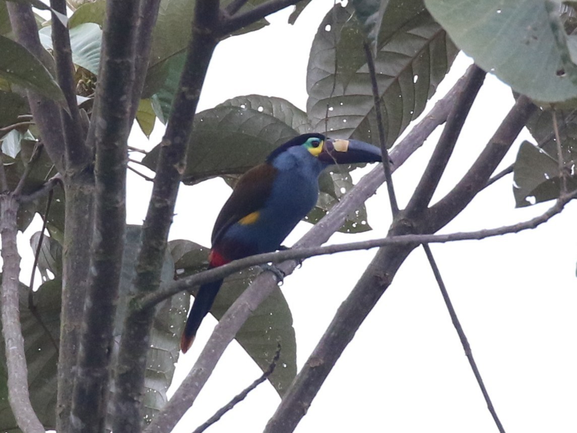 Plate-billed Mountain-Toucan - ML641971395