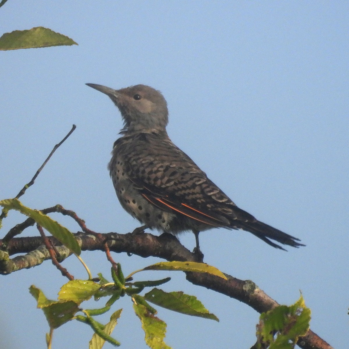 Northern Flicker - ML641971403