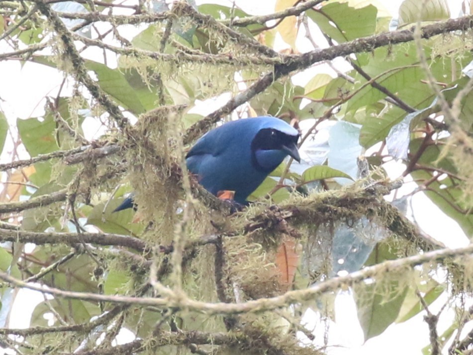 Turquoise Jay - ML641971404
