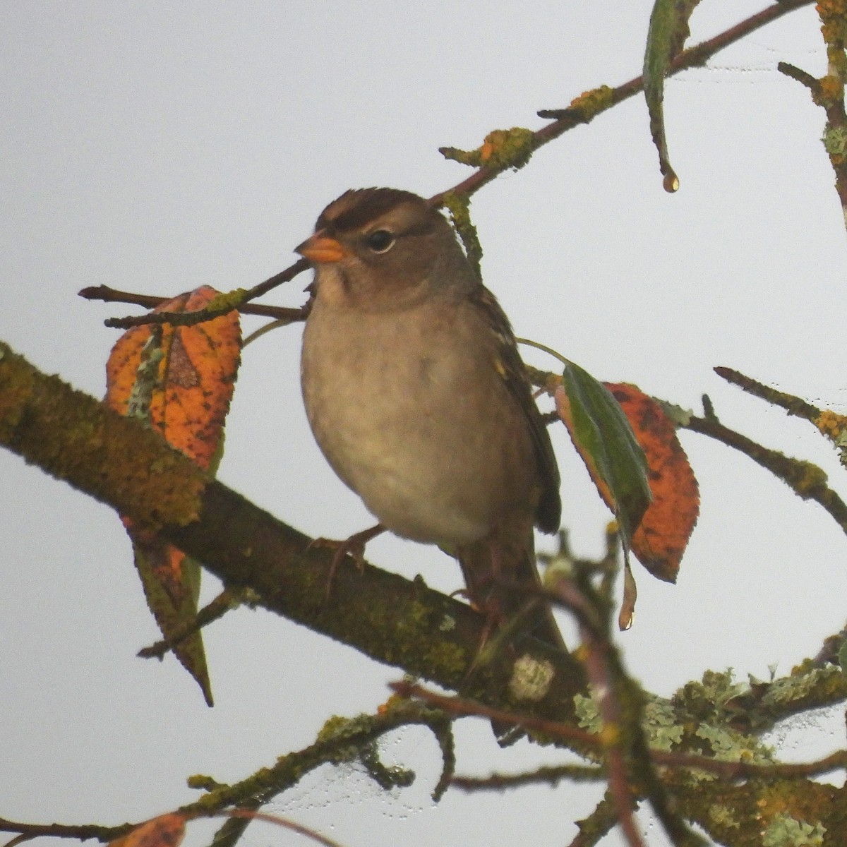 White-crowned Sparrow - ML641971407