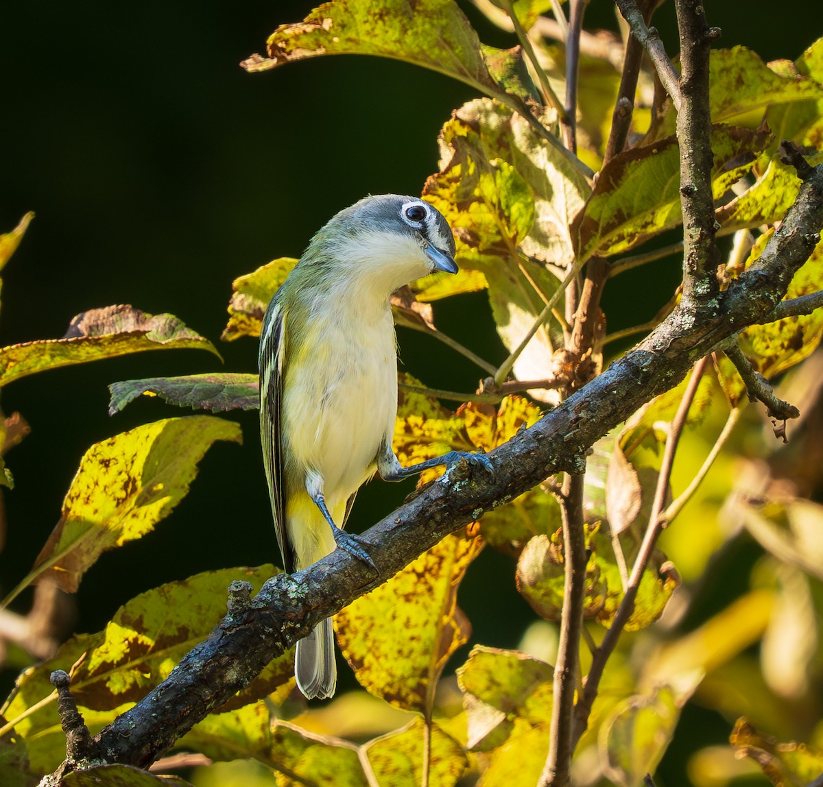 Blue-headed Vireo - ML641971410