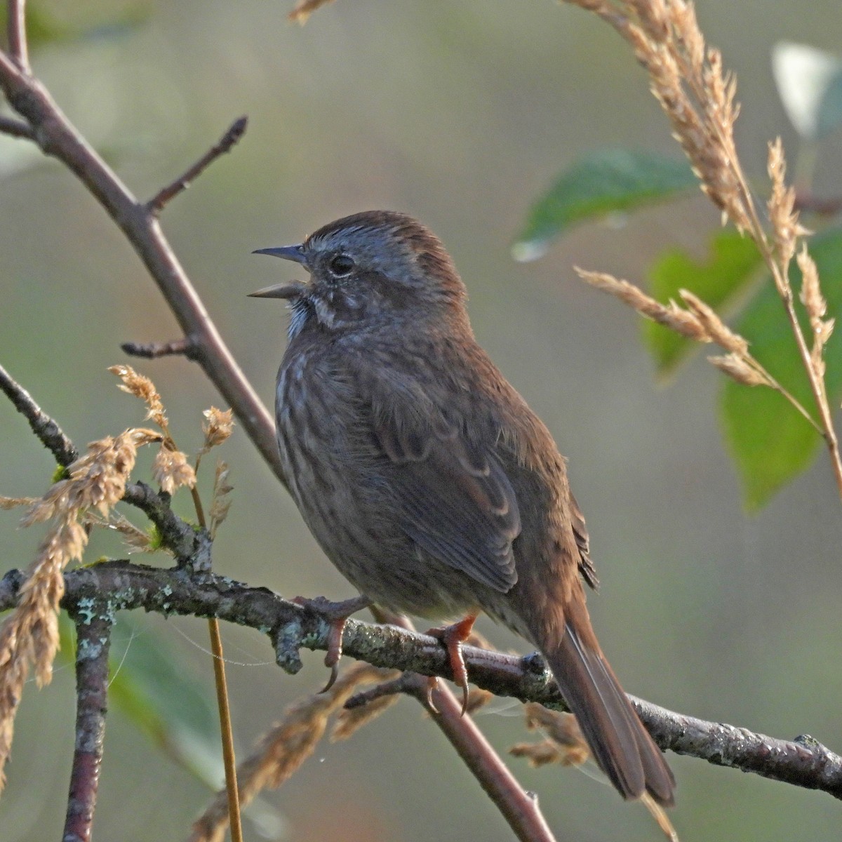 Song Sparrow - ML641971411