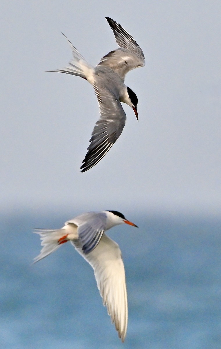 Common Tern (hirundo/tibetana) - ML641971413