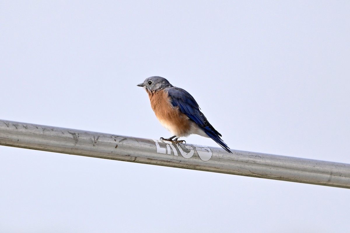 Eastern Bluebird - ML641971414