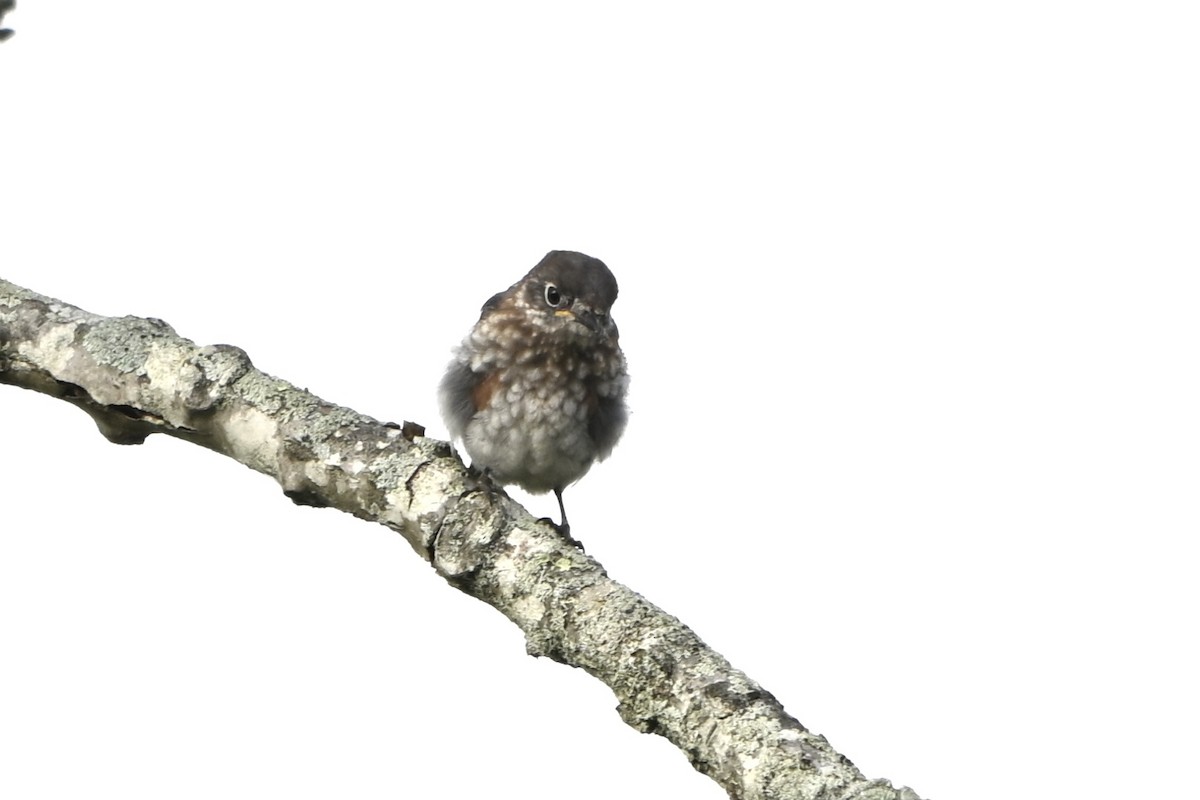 Eastern Bluebird - ML641971415