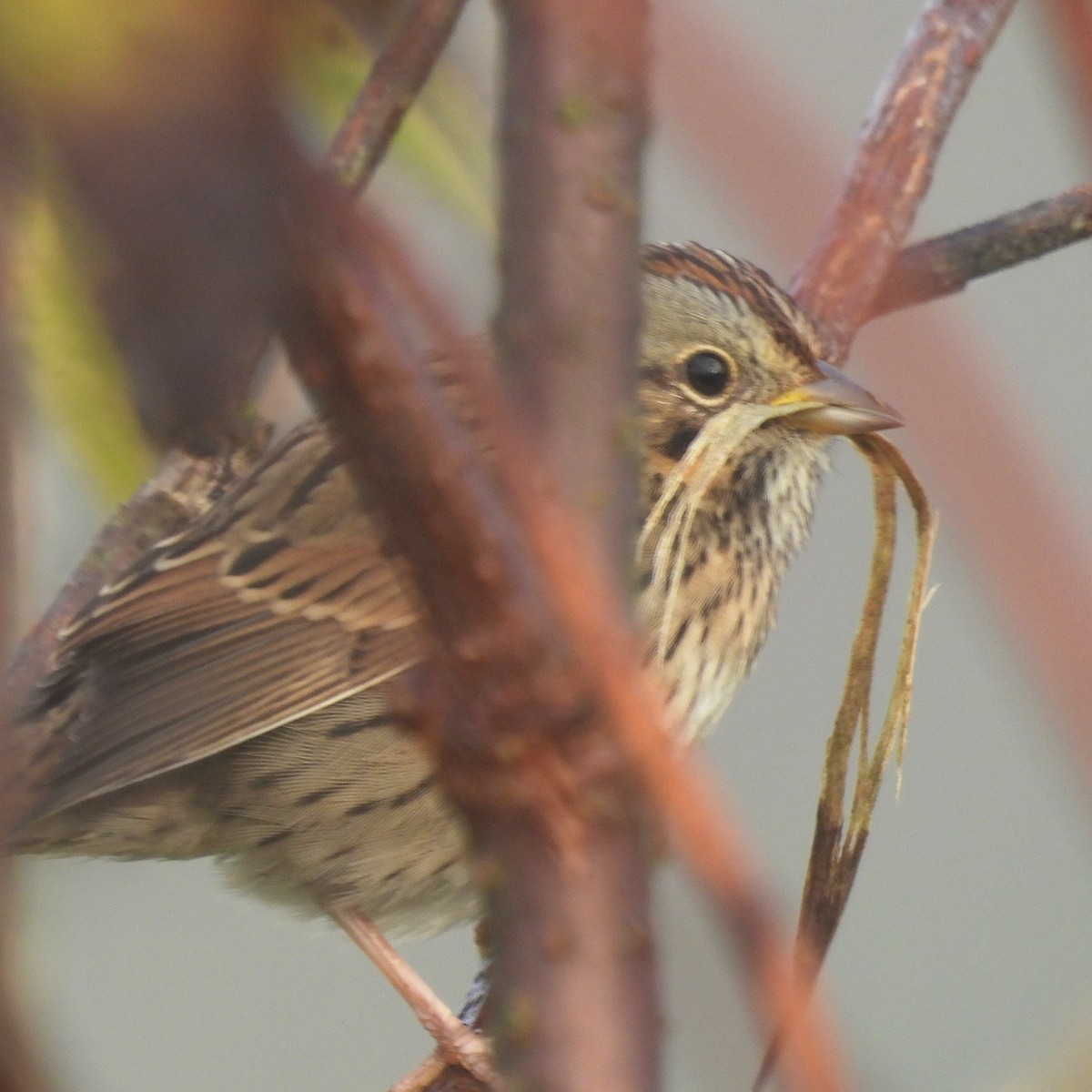Lincoln's Sparrow - ML641971417