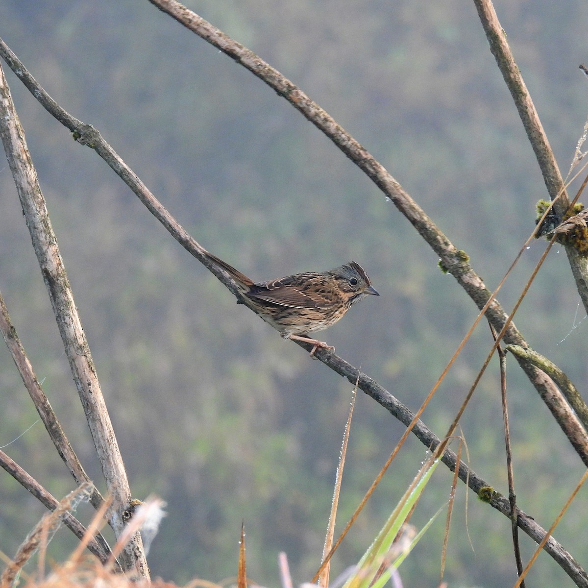 Lincoln's Sparrow - ML641971418