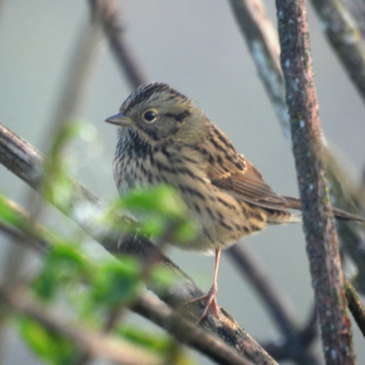 Lincoln's Sparrow - ML641971419