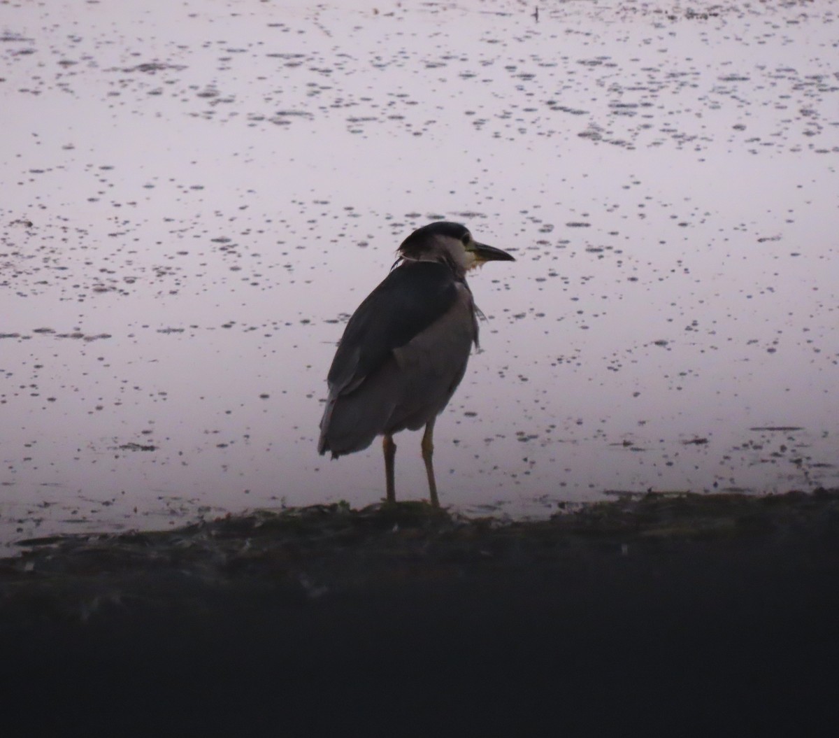 Black-crowned Night Heron - ML641971440