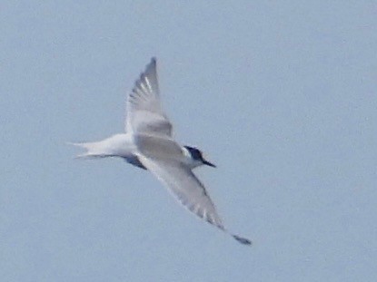 Common/Arctic Tern - ML641971442