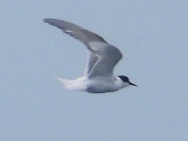 Common/Arctic Tern - ML641971443