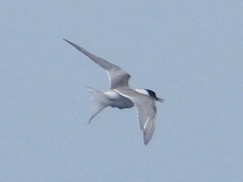 Common/Arctic Tern - ML641971444