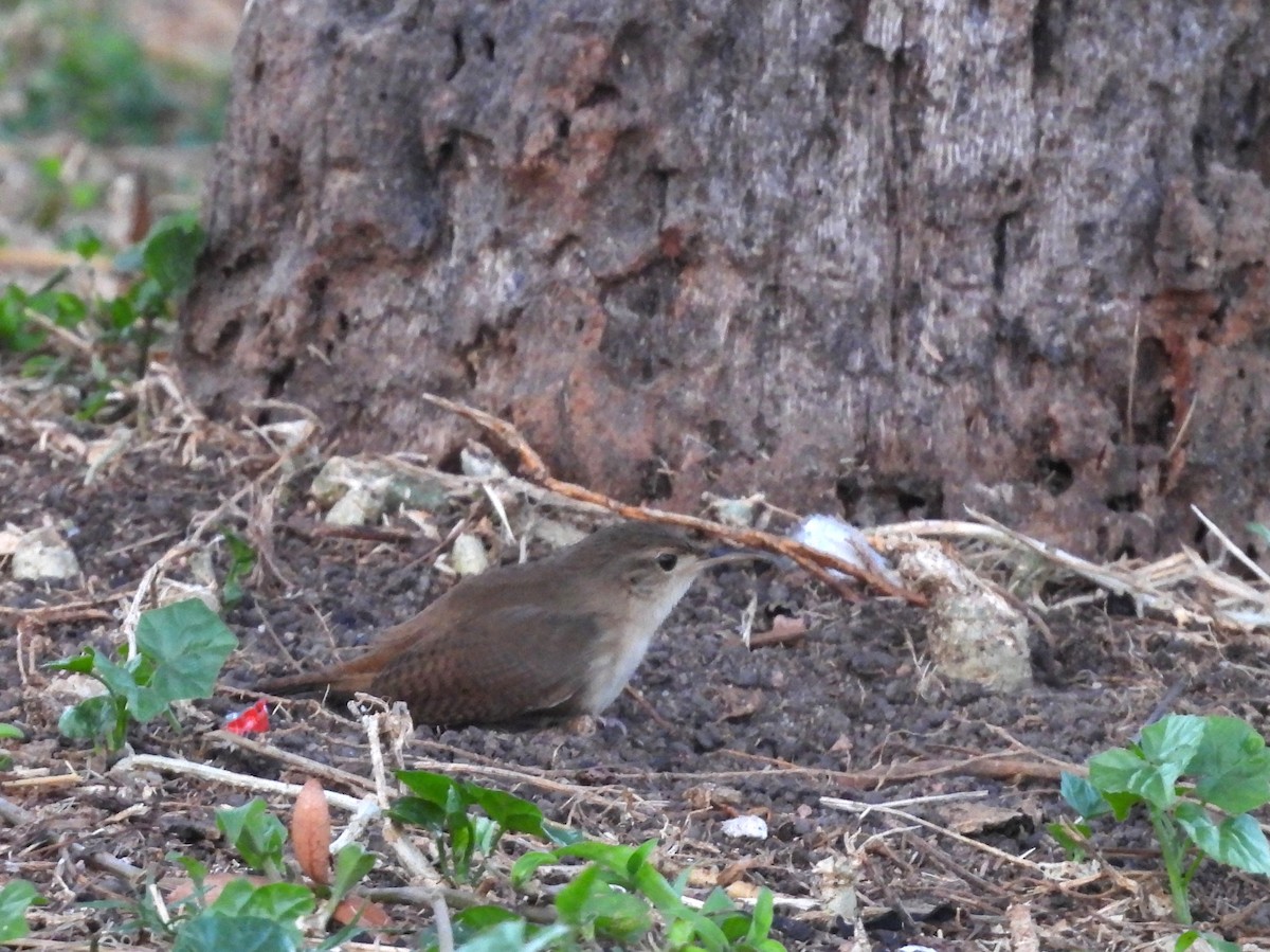 Southern House Wren - ML641971450