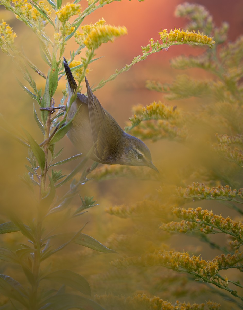 Tennessee Warbler - ML641971451