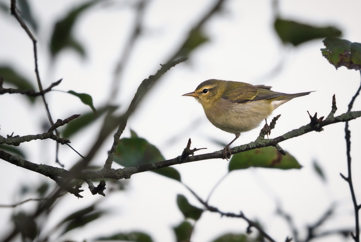Tennessee Warbler - ML641971452