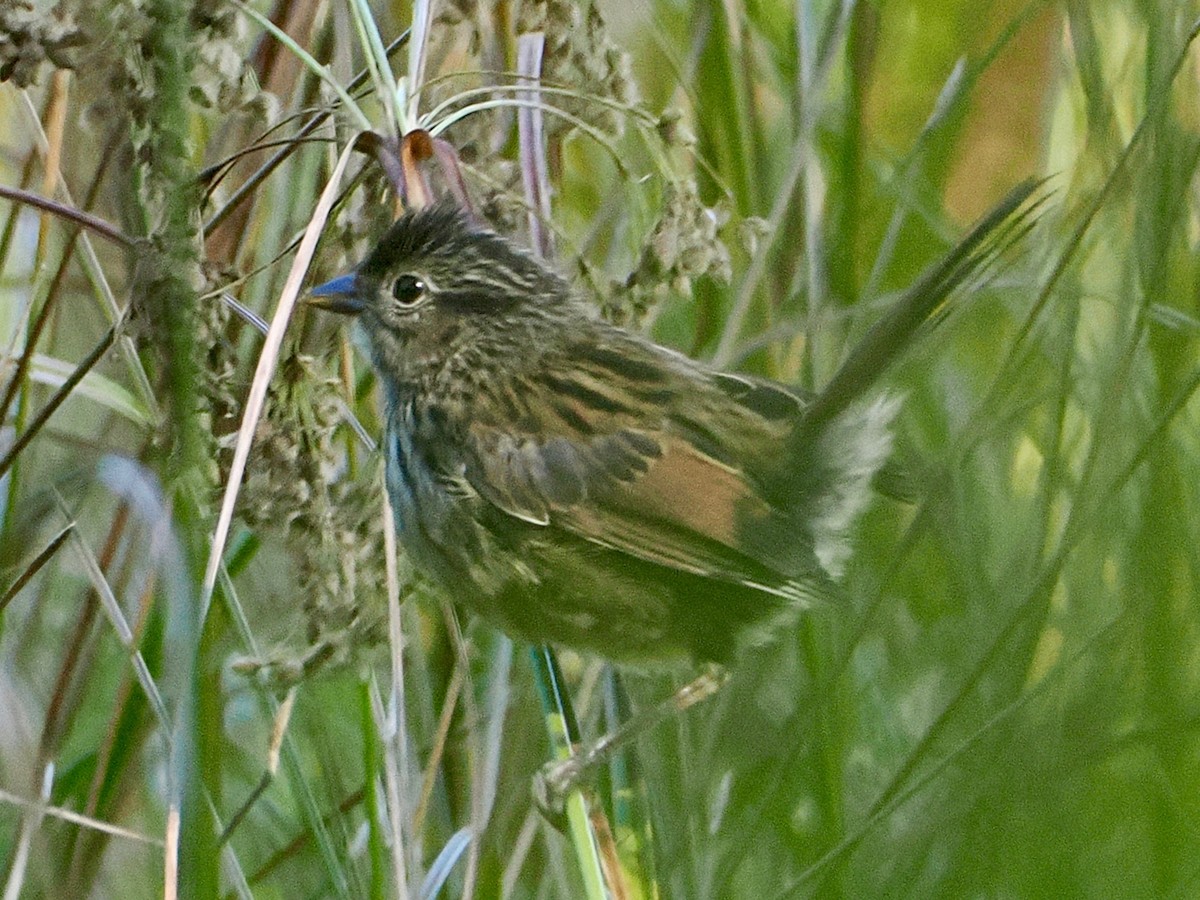 Swamp Sparrow - ML641971457