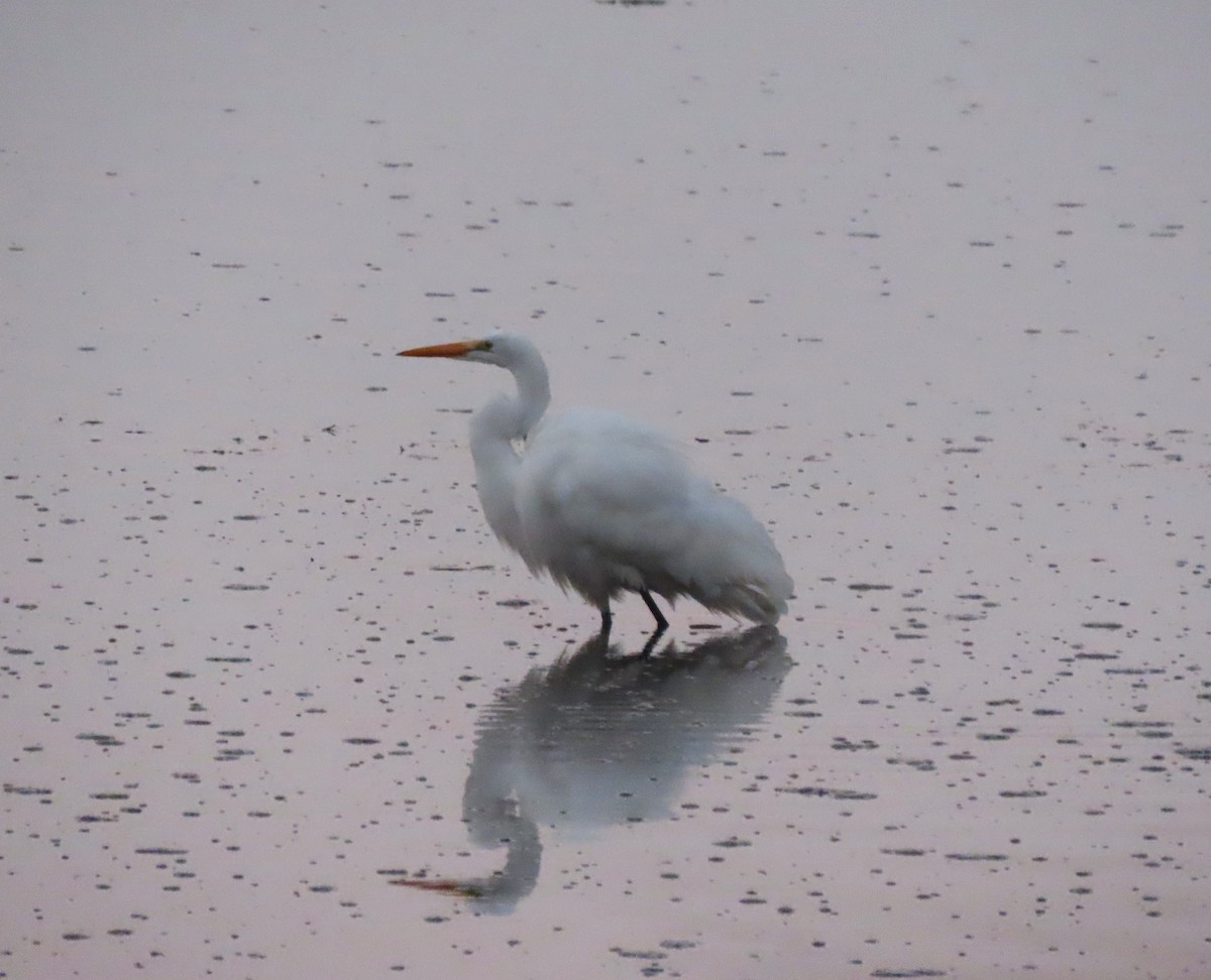 Great Egret - ML641971460