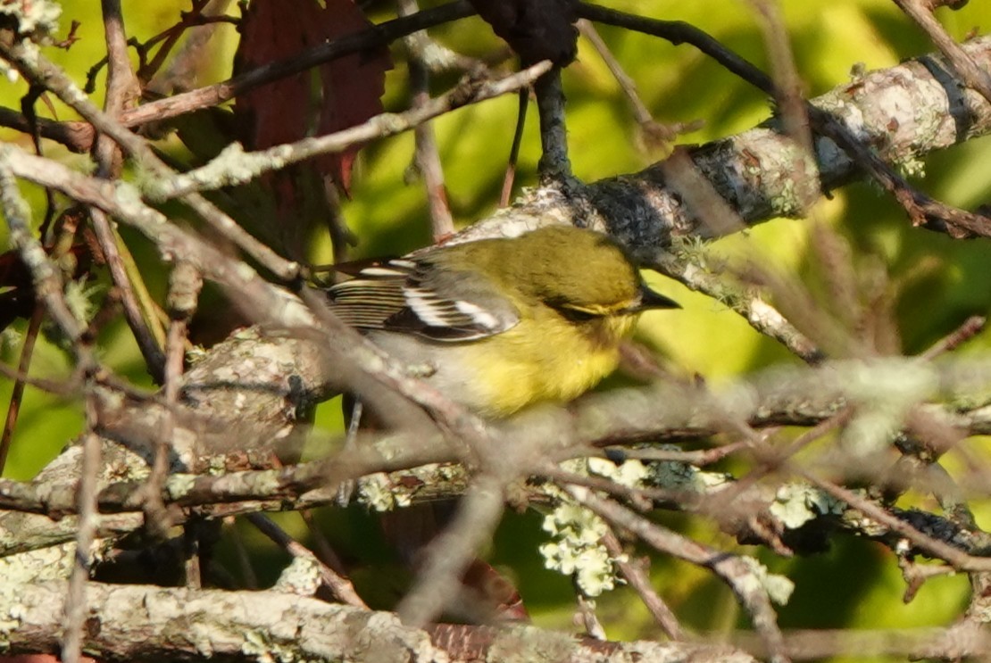 Yellow-throated Vireo - ML641971461