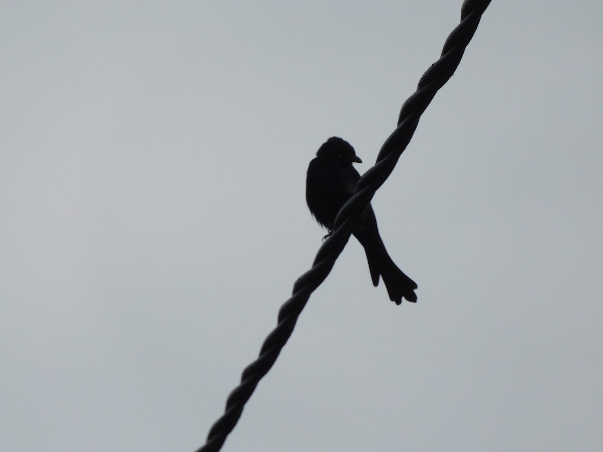Black Drongo - ML641971465