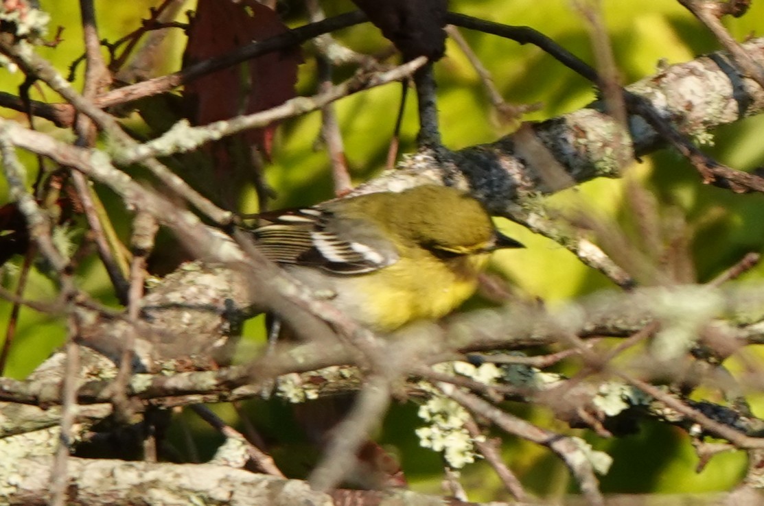 Yellow-throated Vireo - ML641971488