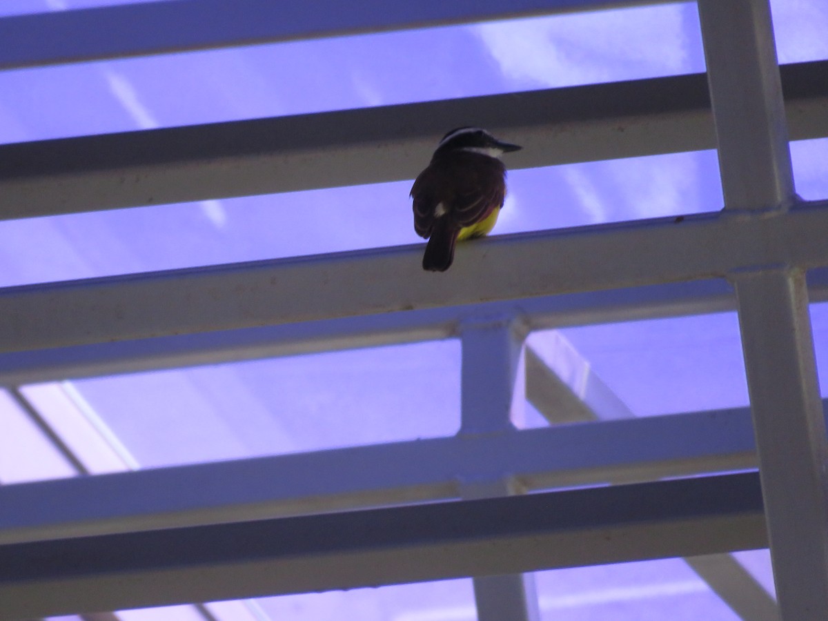 Social Flycatcher - ML641971509