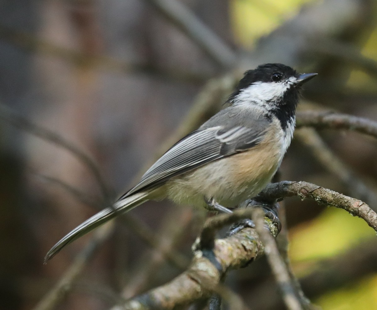 Black-capped Chickadee - ML641971524