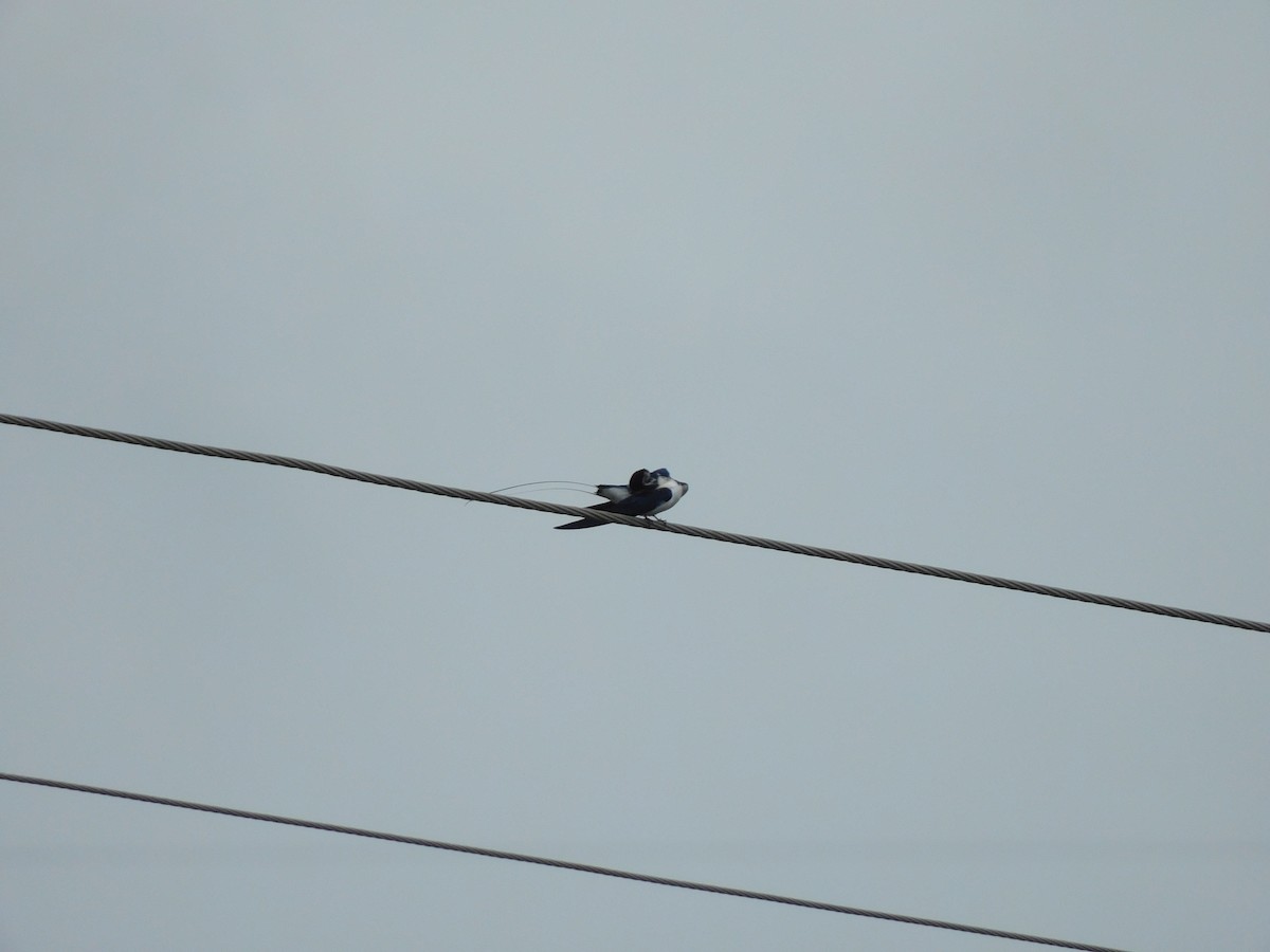 Wire-tailed Swallow - ML641971540