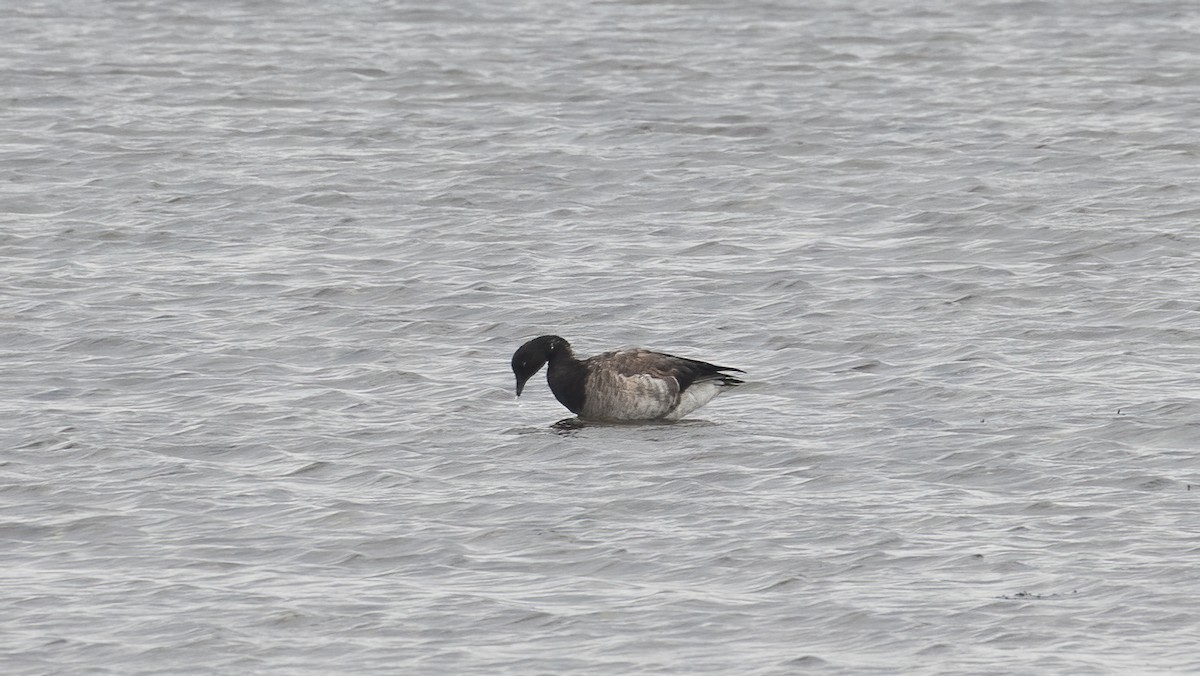 Brant - ML641971557