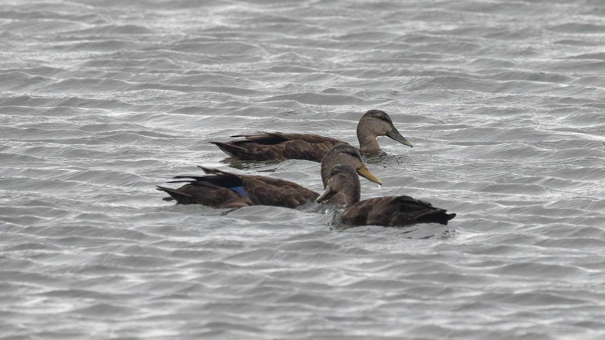 American Black Duck - ML641971570