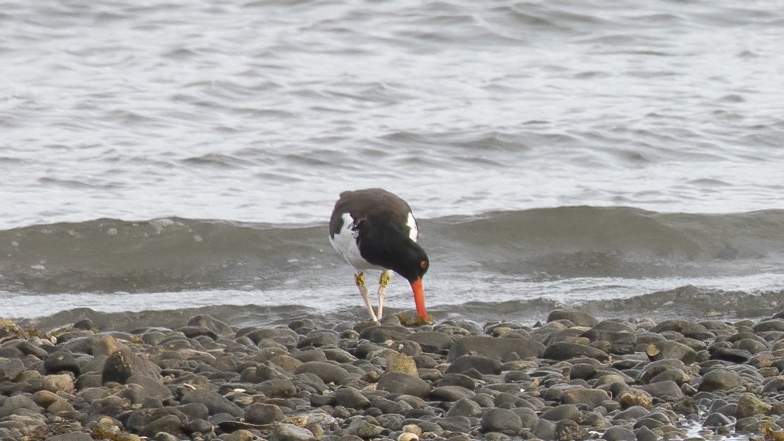 American Oystercatcher - ML641971581