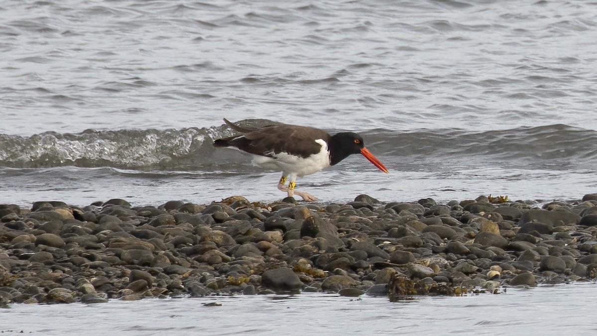 American Oystercatcher - ML641971582