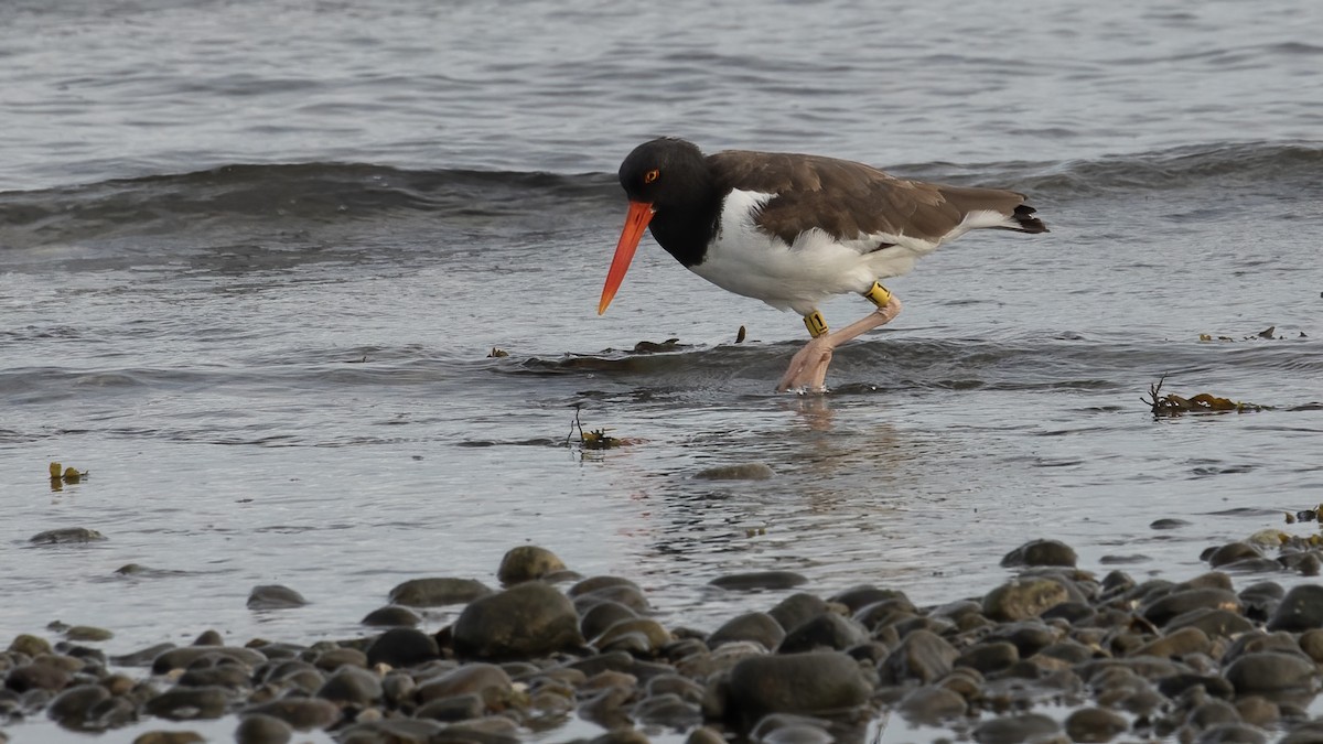American Oystercatcher - ML641971583