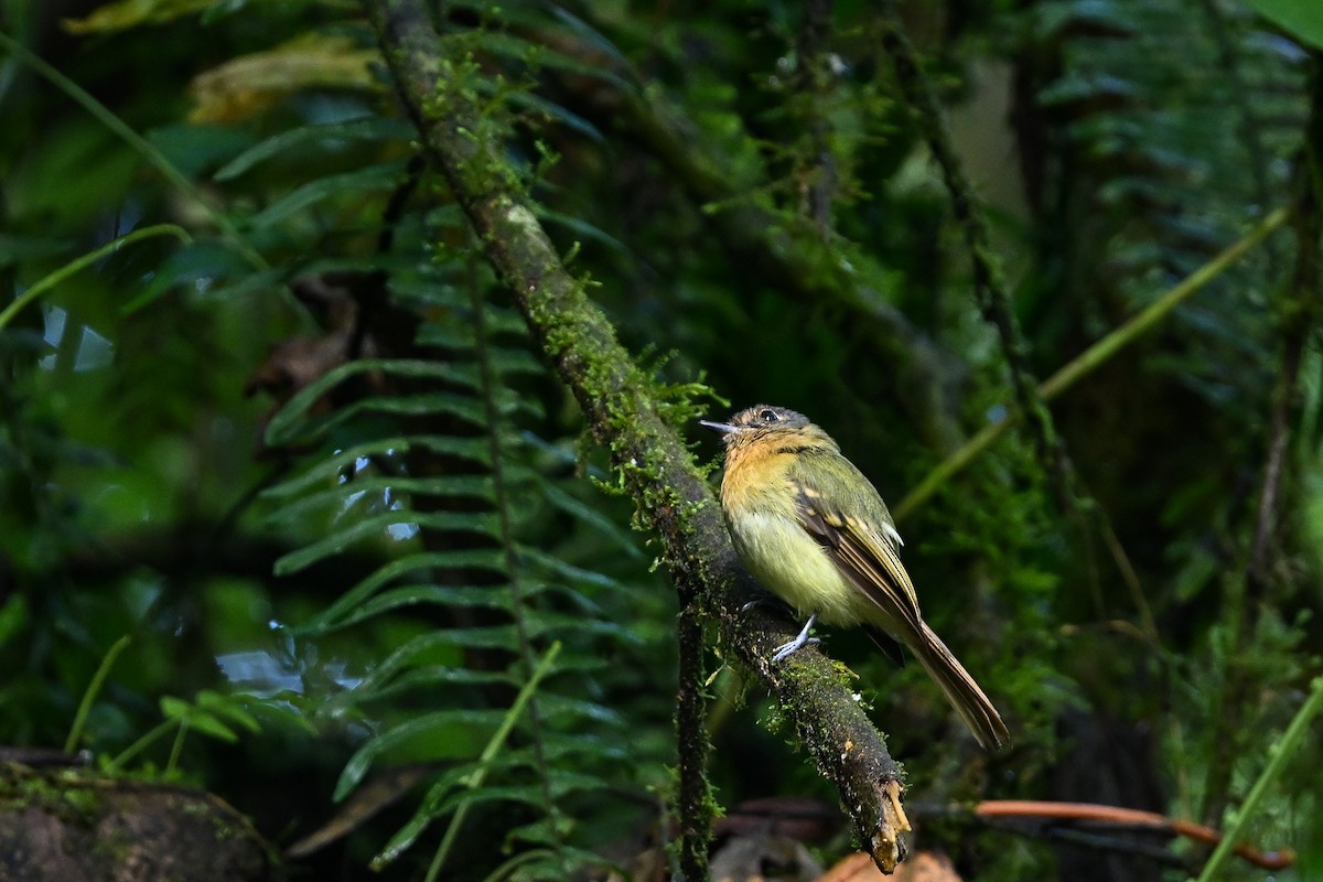 Rufous-breasted Flycatcher - ML641971587