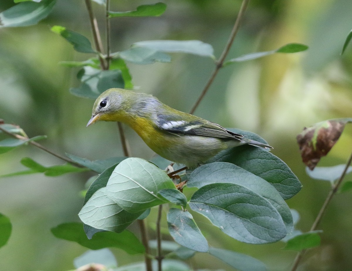 Northern Parula - ML641971605
