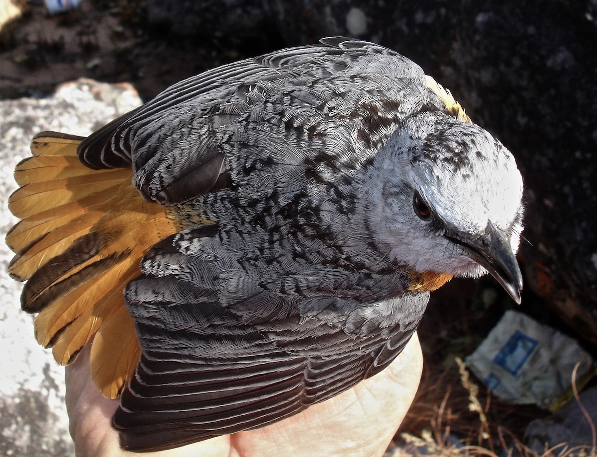 Miombo Rock-Thrush - ML641971612