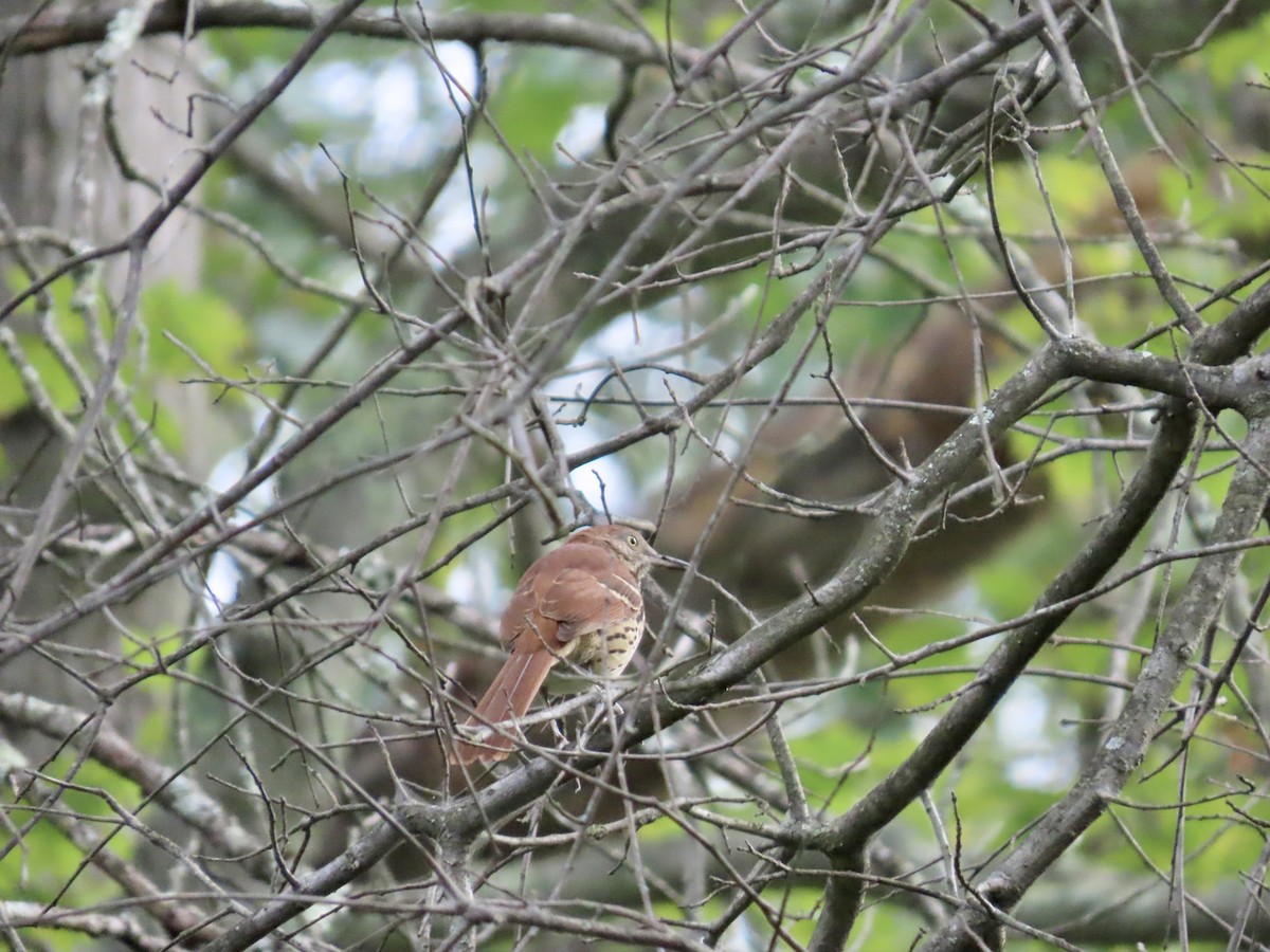 Brown Thrasher - ML641971650