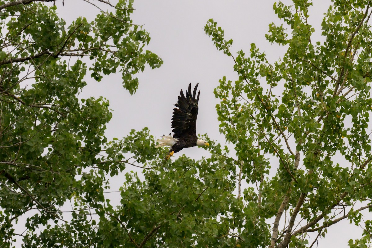 Bald Eagle - ML641971652