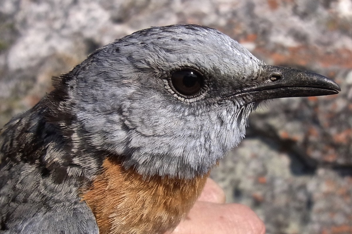 Miombo Rock-Thrush - ML641971654