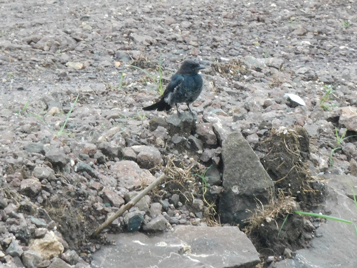 Black Drongo - ML641971662