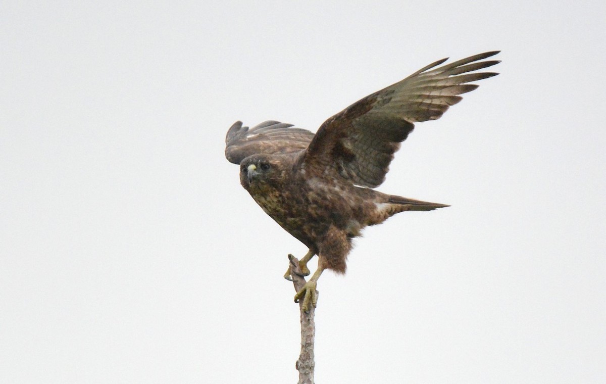 Hawaiian Hawk - ML641971666