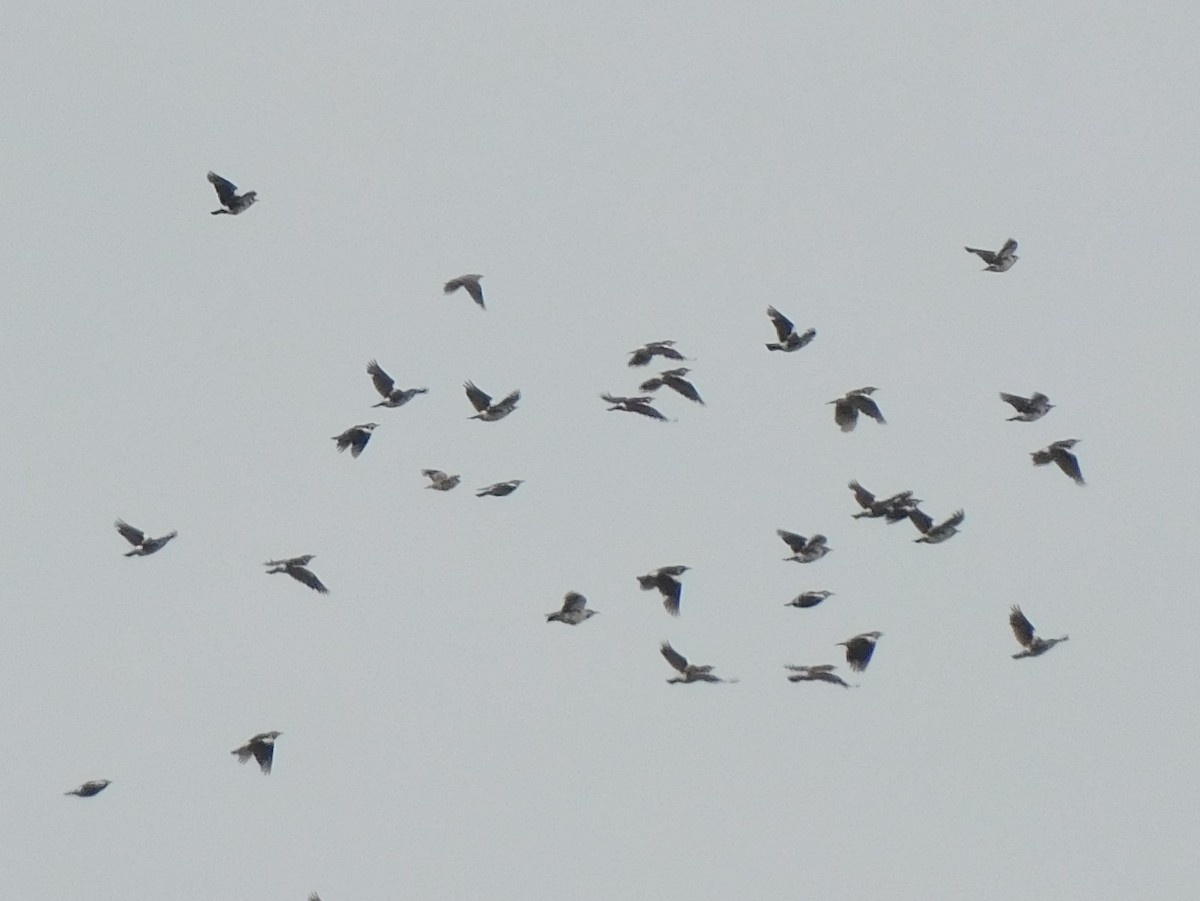 印度鵲椋鳥 - ML641971671