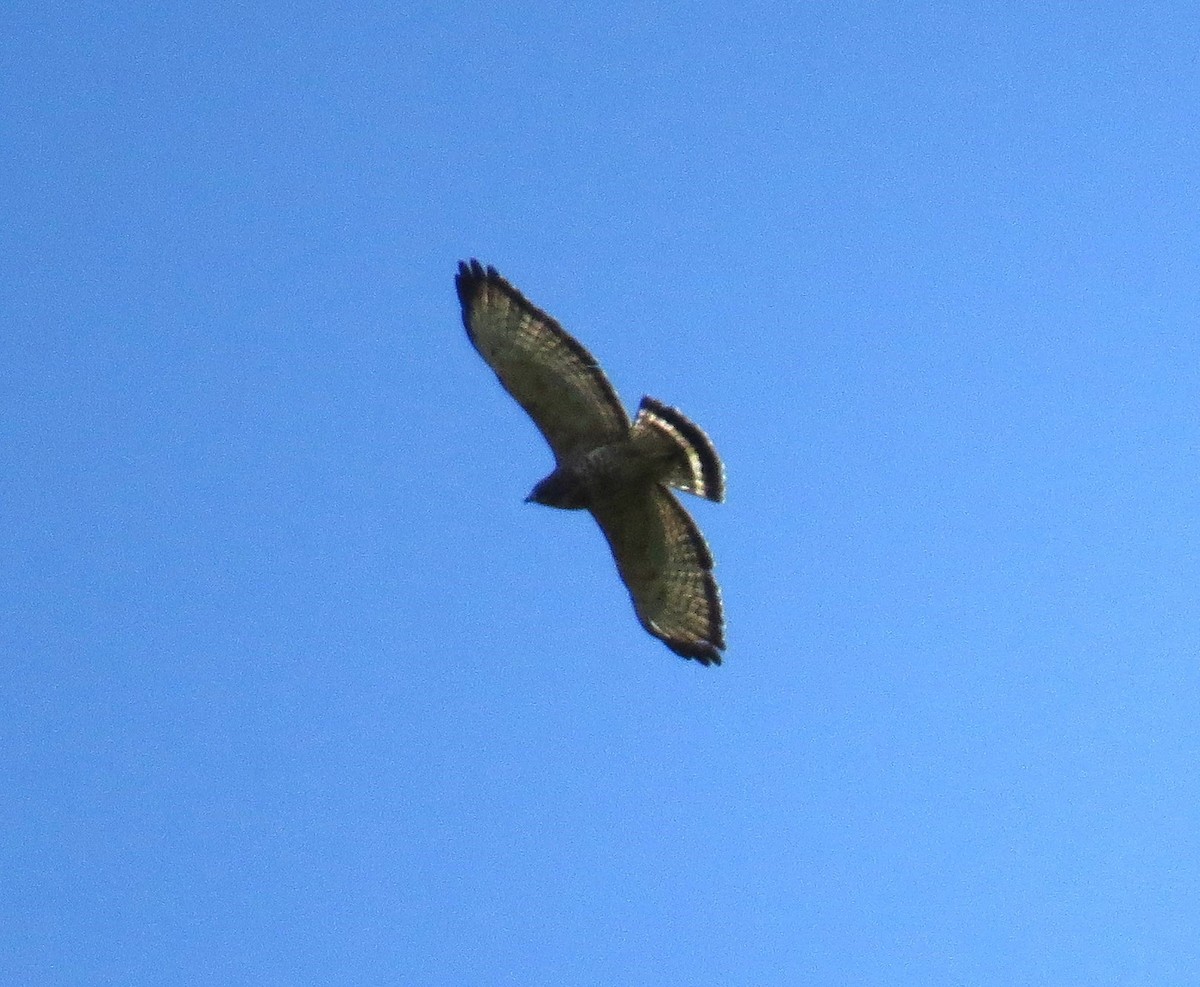 Broad-winged Hawk - ML641971673