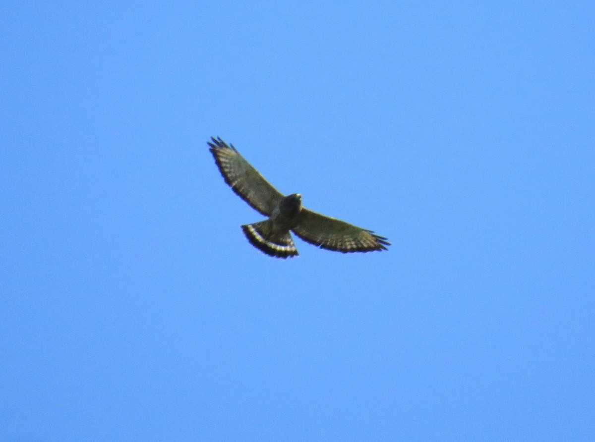Broad-winged Hawk - ML641971675